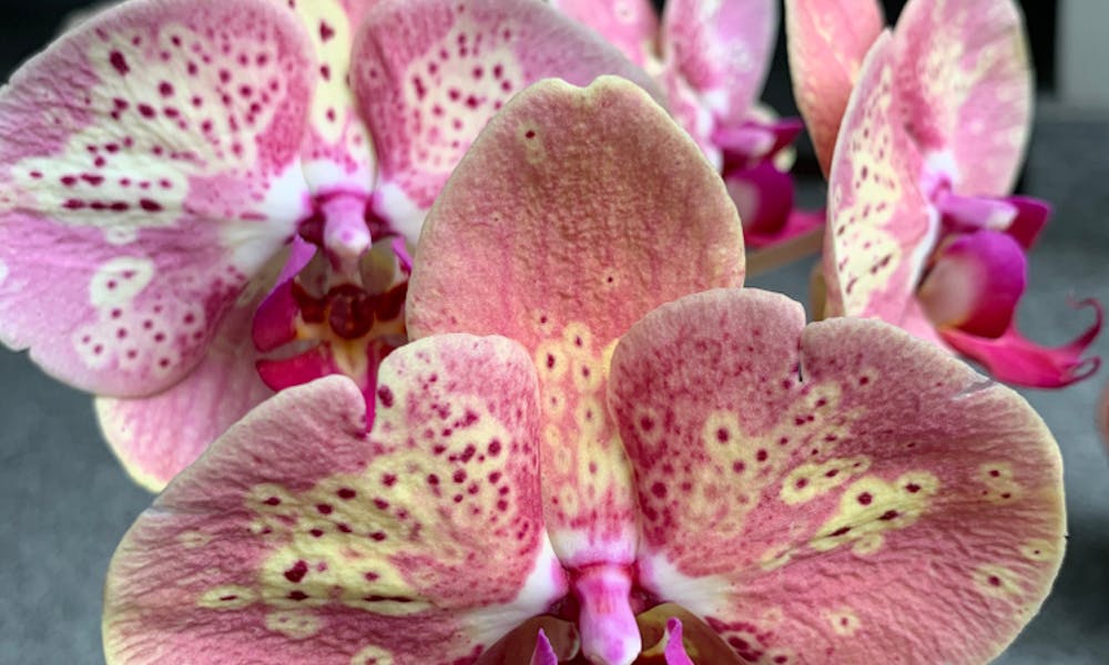 Jak ponownie zakwitnąć orchidee: Krótkie wprowadzenie