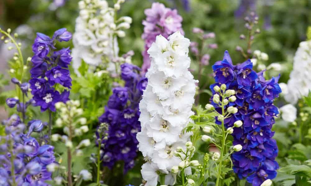 Der Rittersporn ist die prächtige Juliblume, die Leichtigkeit symbolisiert
