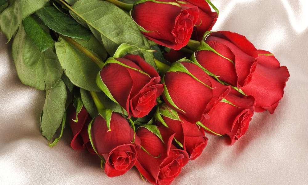 Mehr über Rosen erfahren, das offizielle Blumenbanner für Juni