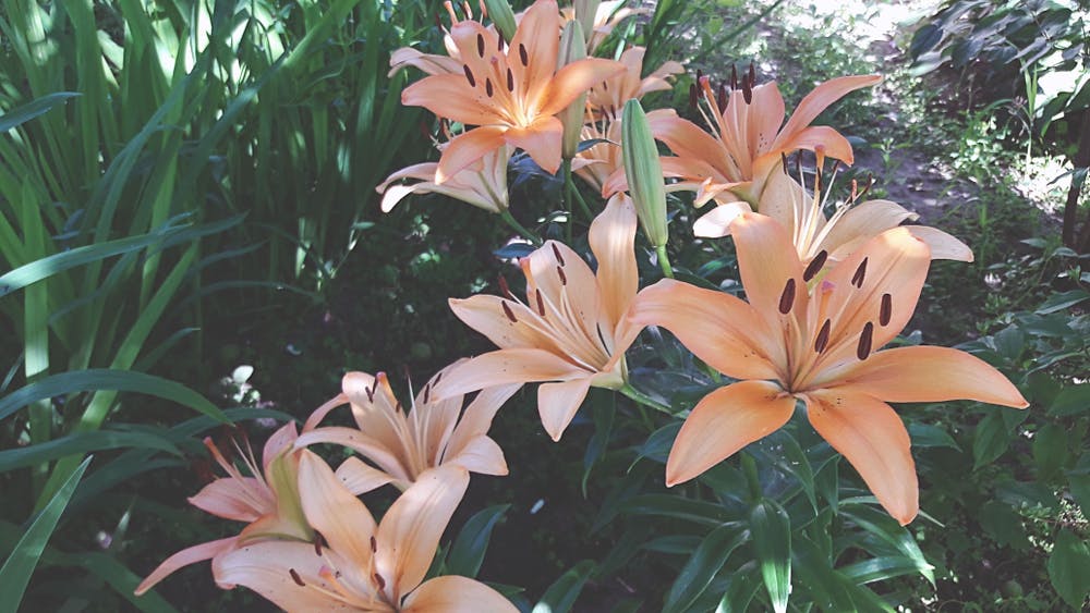 All About Lilies Flowers – Everything You Want to Know