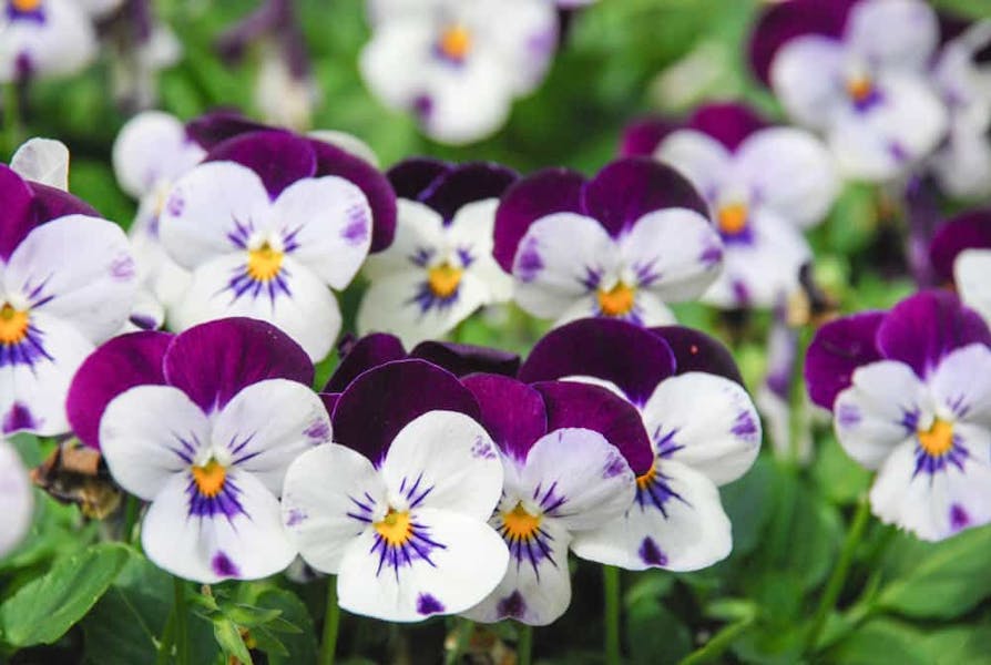 Violet Flower Meaning: The Multipurpose Ancient Flower