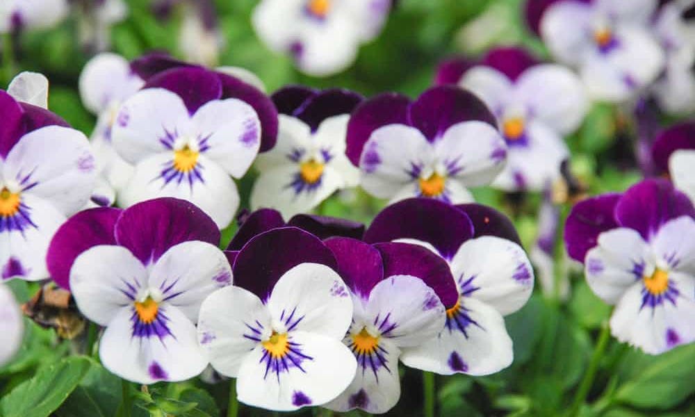 Violet Flower Meaning: The Multipurpose Ancient Flower Banner