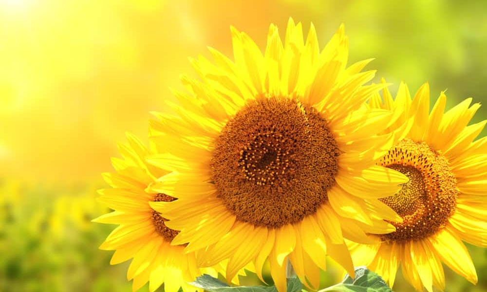 Yellow Flowers to Add to Tropical Gardens Banner