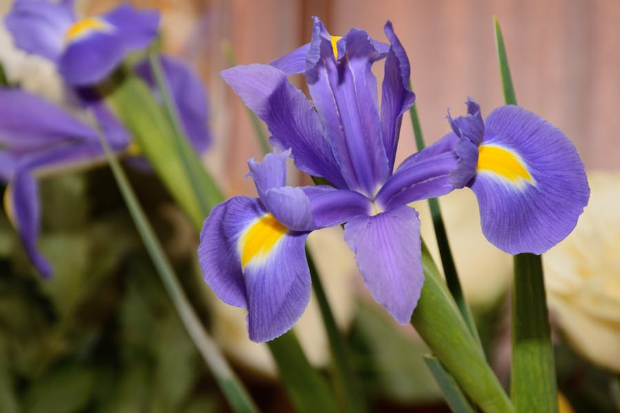 Iris Flower Meaning: A True Beauty to the Human Eye