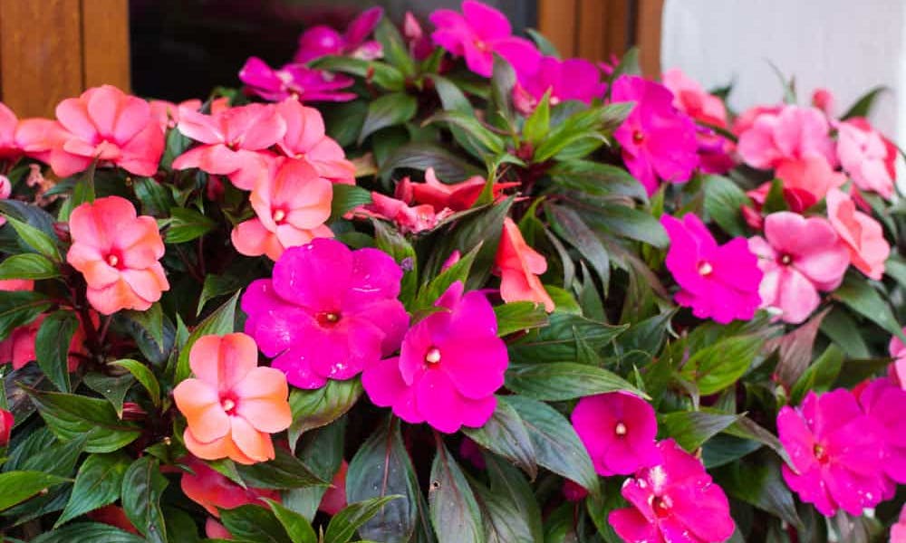 Impatiens Flowers Bring Cheerfulness and Charm to Your Garden in Summer Banner