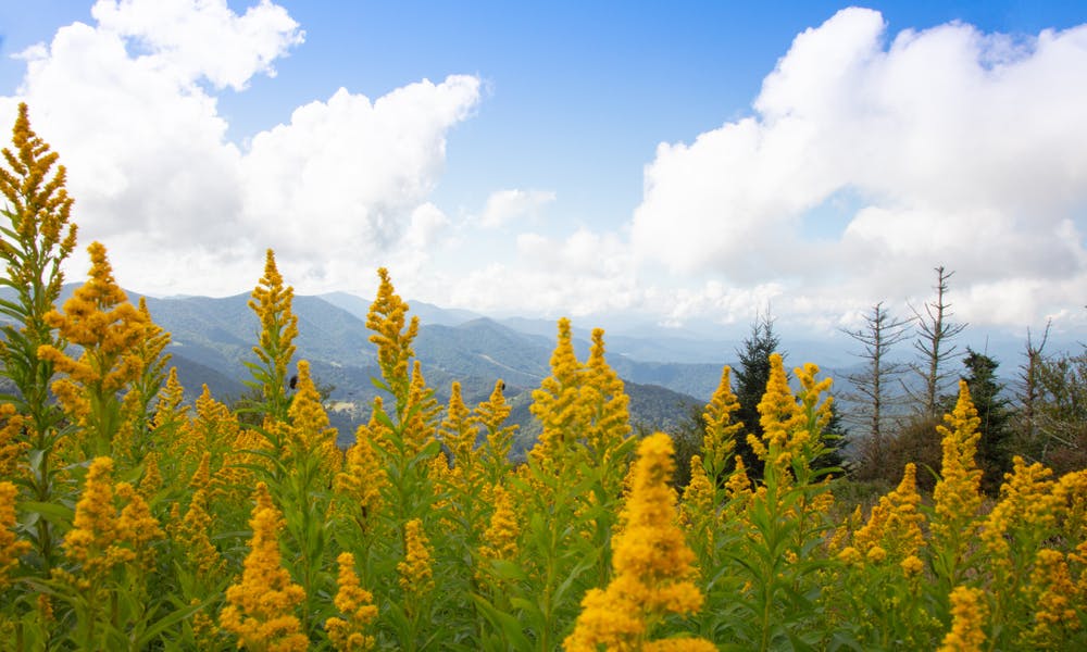 The Goldenrod Flower: The Stubborn Beauty Banner