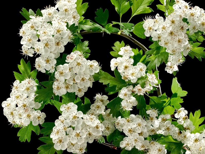 Hawthorn Flower Meaning: Beautiful and Useful in Healing