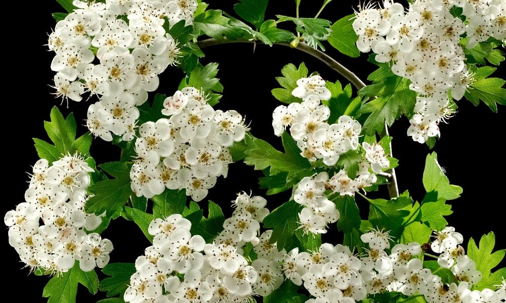Hawthorn Flower Meaning: Beautiful and Useful in Healing Banner