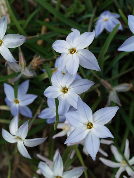 The Starflower Brightens your Garden in Winter and Brings Joy to Your Interior