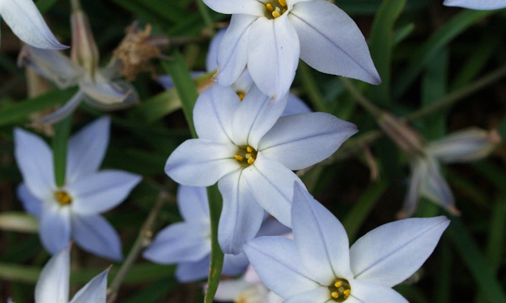 Die Sternblume erhellt Ihren Garten im Winter und bringt Freude in Ihr Interieur Banner
