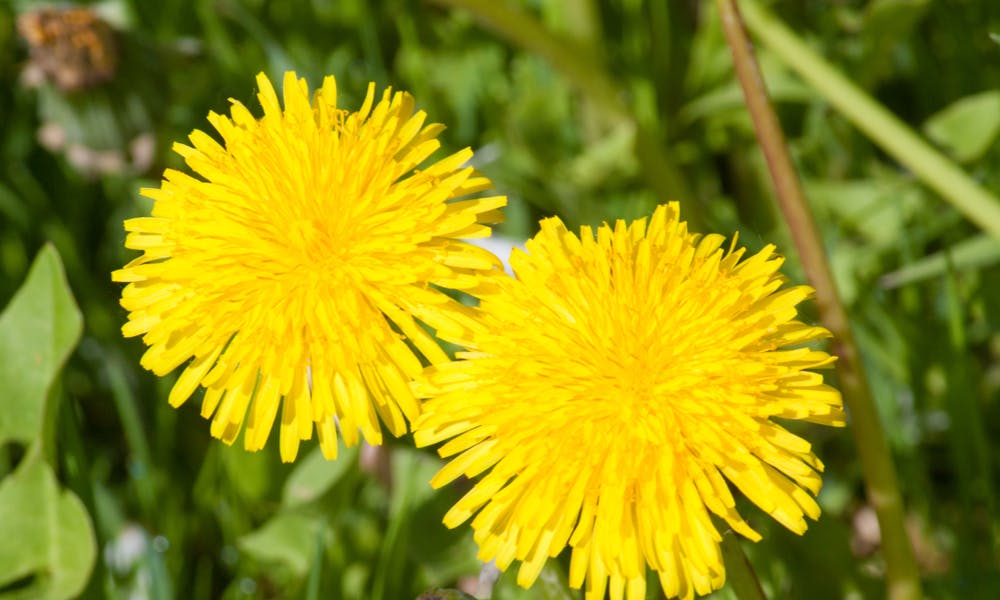 Choose the Most Beautiful Golden Flower to Brighten up Your Garden Banner