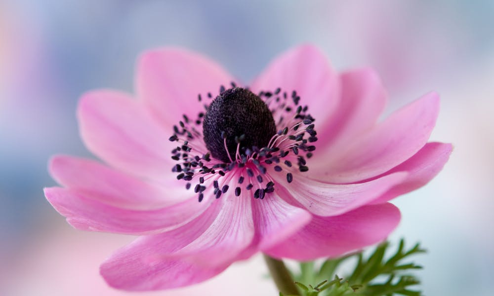 Anemone Flower Meaning – Wild but Fragile Banner