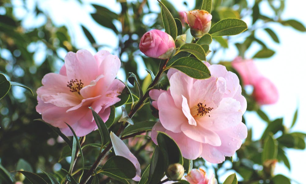 Camellia Flower Meaning: Plus Their History and Care Banner