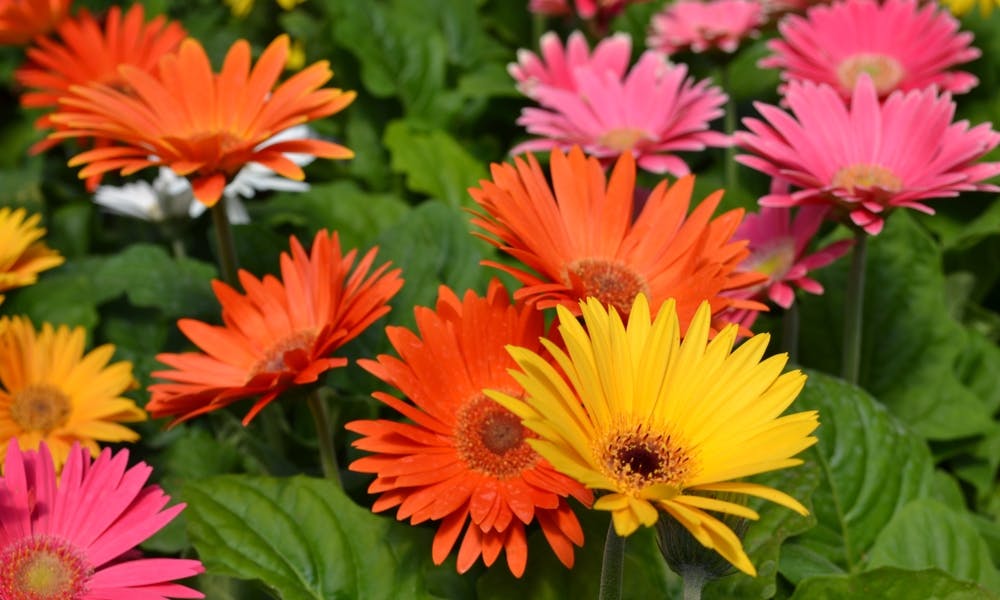 Uncovering the Meaning of the Daisy Banner