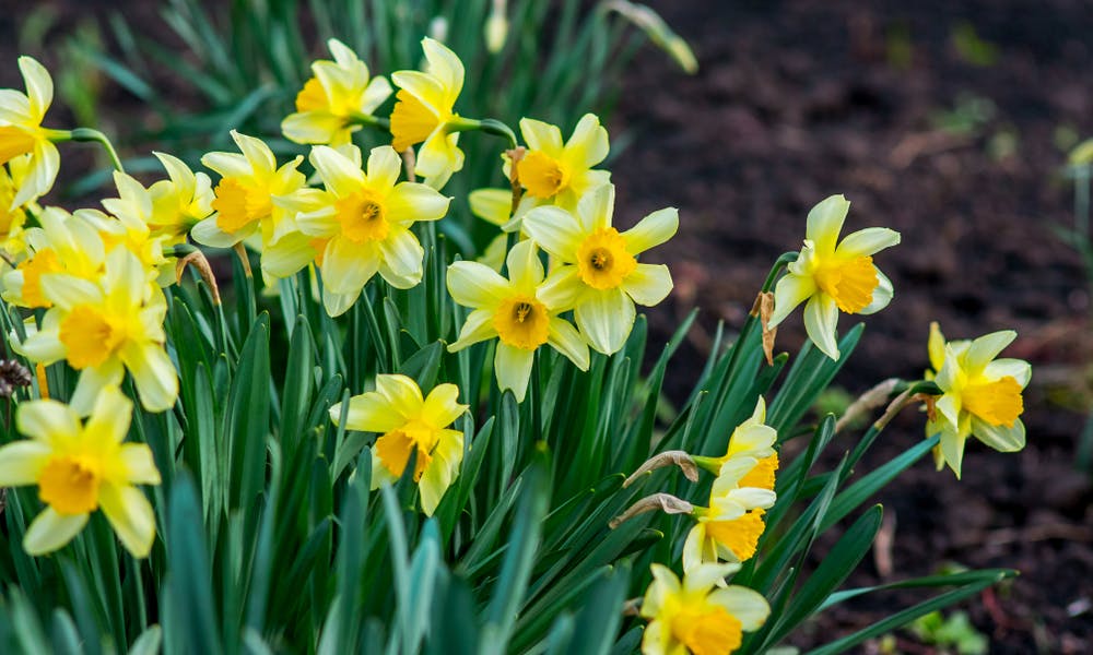 Daffodils – The full guide Banner