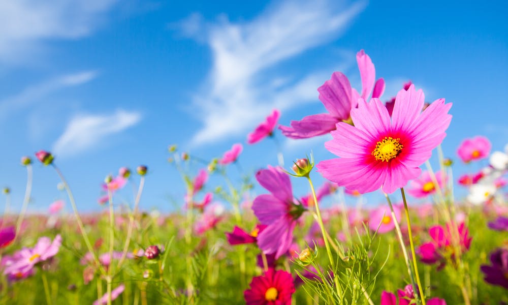Early Spring Flowers: Gardening for an Early Spring Banner