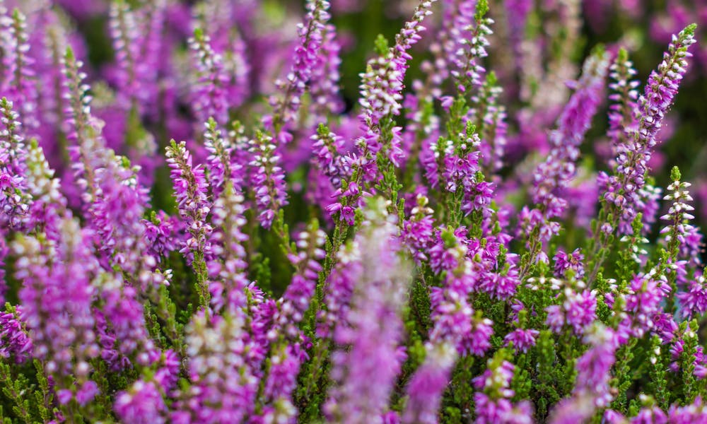 The Heather Flower: A Beautiful and Powerful Symbol Banner