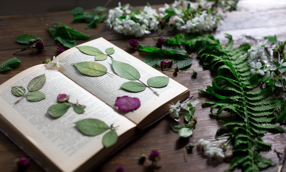 Como Pressionar Flores: Banner de Guia Informativa