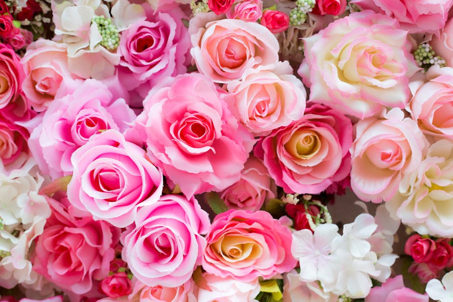 Rose Symbolism: What You Need to Know Before Buying Roses