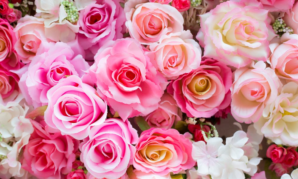 Rosensymbolik: Was Sie vor dem Rosenkauf wissen sollten Banner