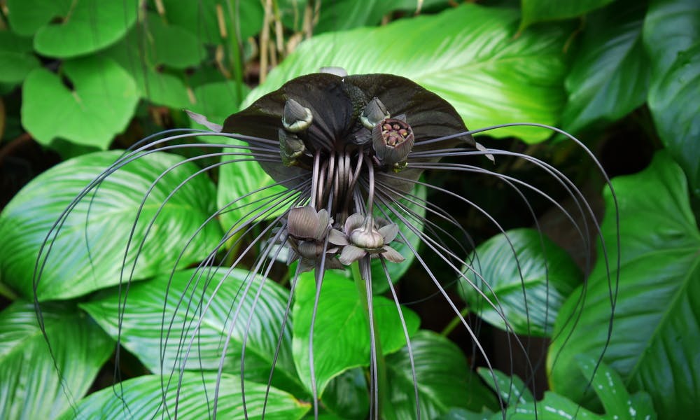 Black Flowers, a Symbol of Mystery and Uniqueness Banner