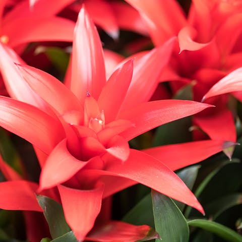 Combine the Pineapple Flower with Other Lovely Bulbs in Your Garden