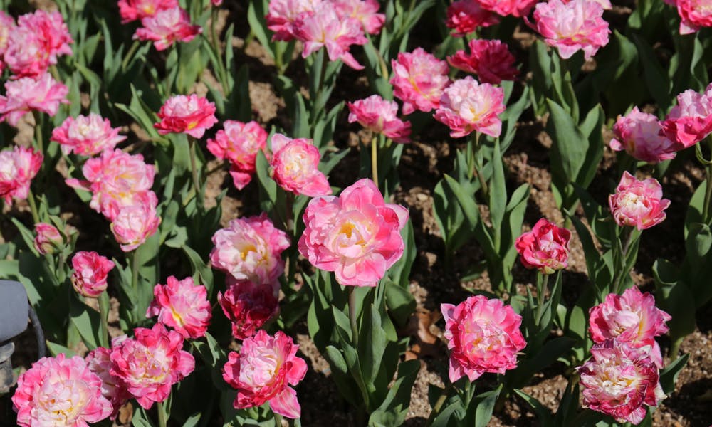 Carnation Flower Meaning: Understanding this Common Flower Banner