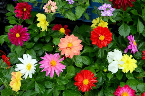 Types of Flowers by Life Expectancy