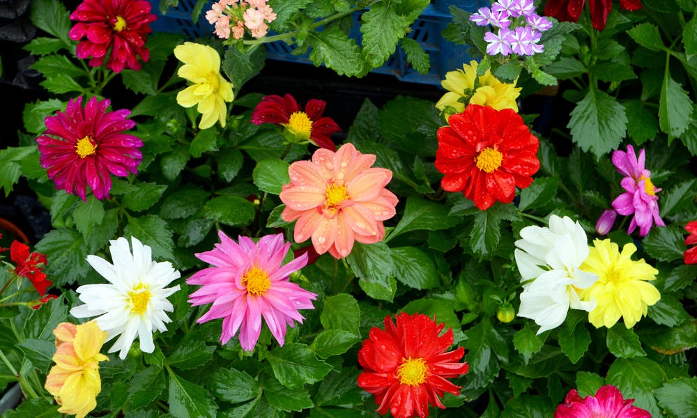 Blumenarten nach Lebenserwartung