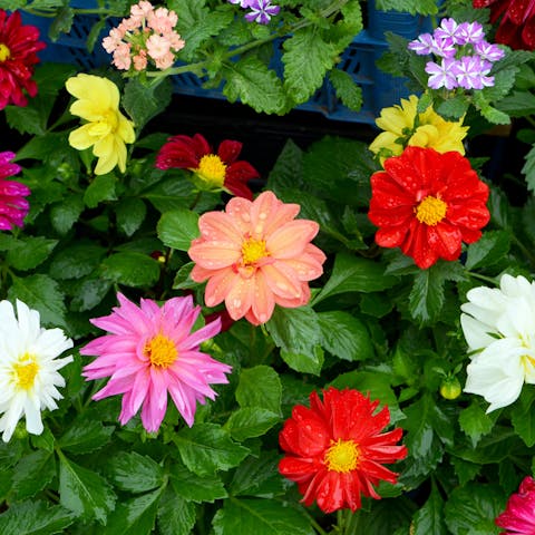 Types of Flowers by Life Expectancy