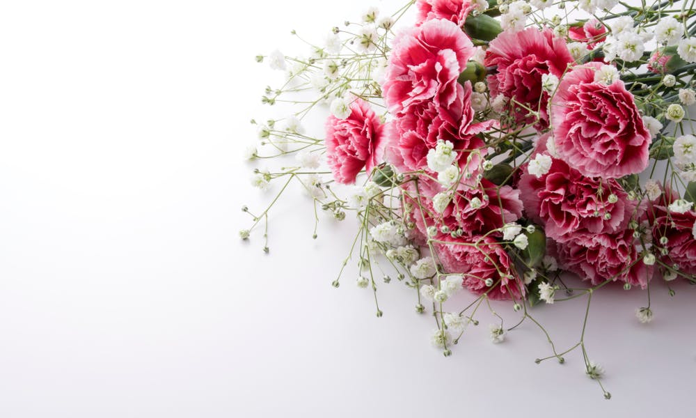 How to Express Love Using Carnations Instead of Words Banner