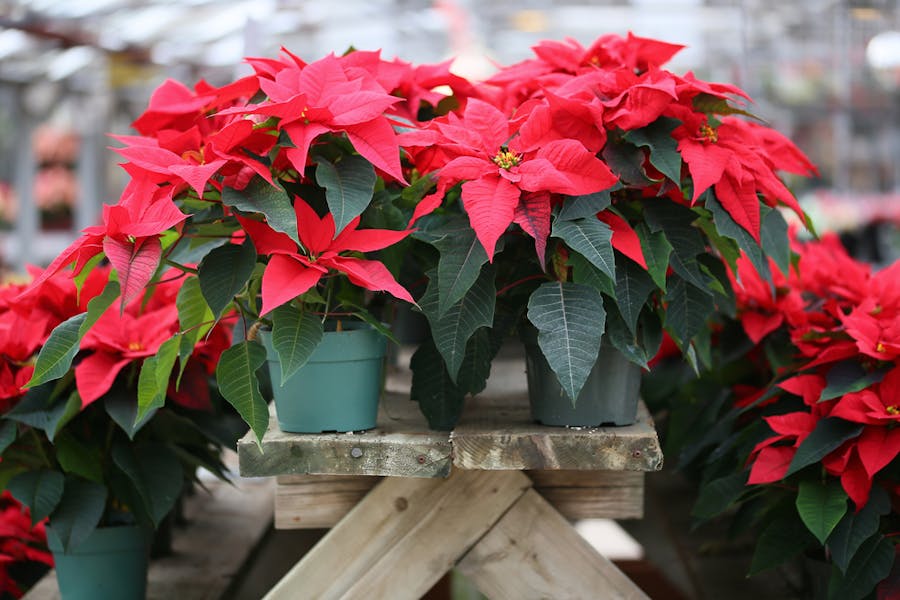 Poinsettia Flower to Your Loved Ones