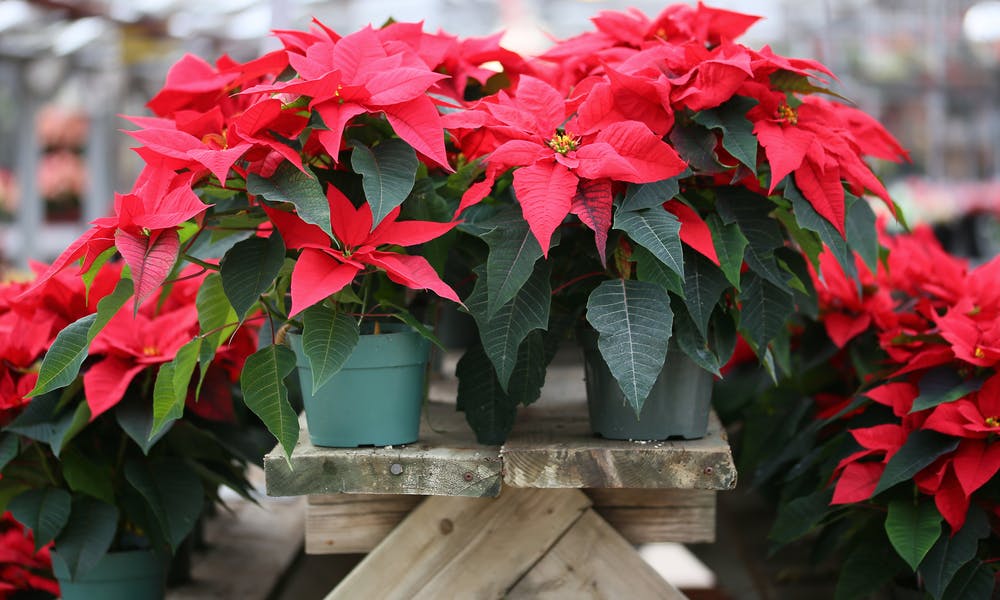 Poinsettia Flower to Your Loved Ones Banner