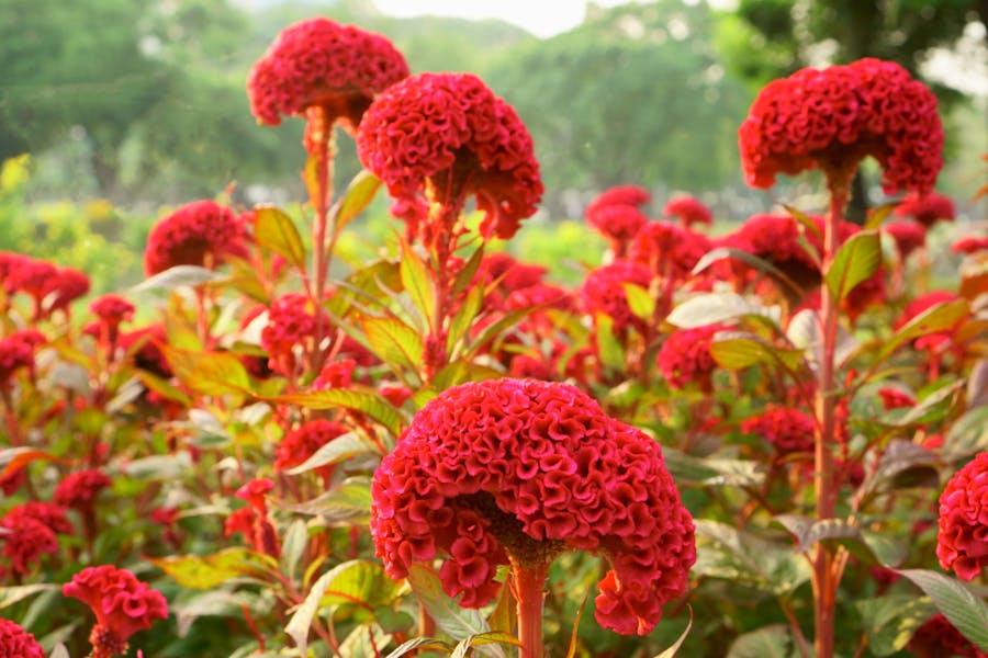 Cockscomb Flower – Original Touch of Beauty