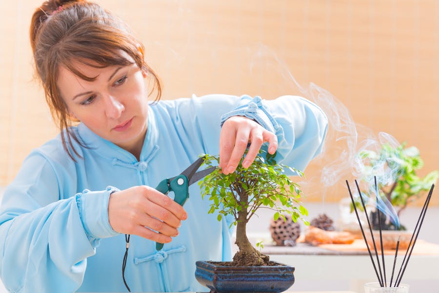 Bonsai Tree Care: Creating the Perfect Plant