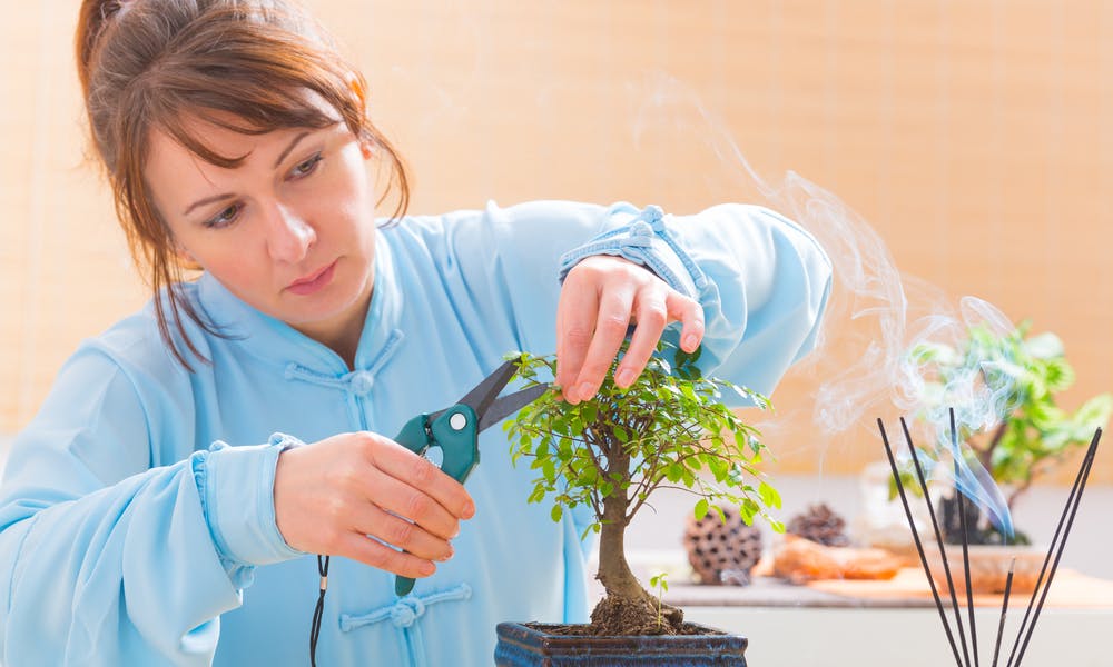 Bonsai Tree Care: Creating the Perfect Plant Banner