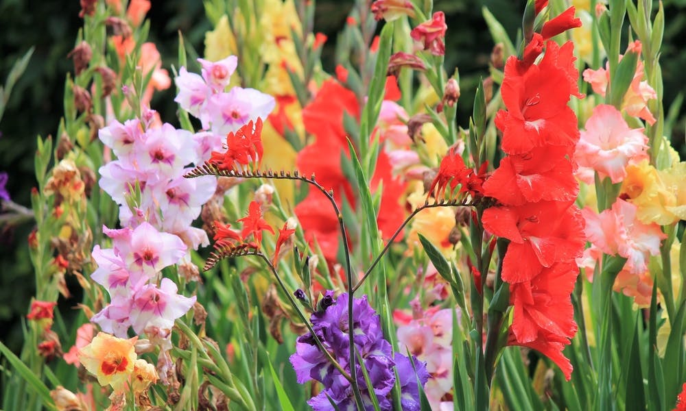 Wann man nach einem Todesfall Blumen schickt