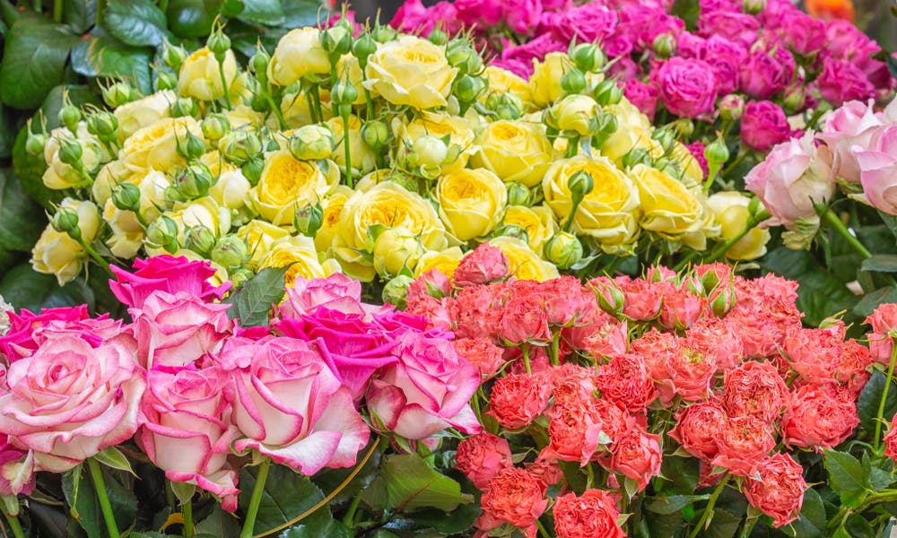 Roses: Their Secret Language and Celebrity Inspired Names Banner