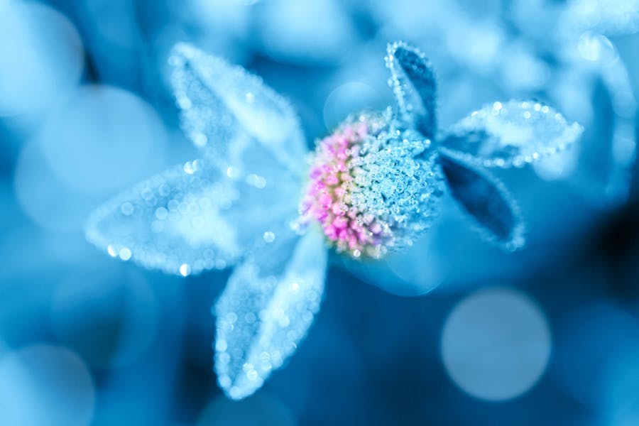 Beautiful Light Blue Flowers to Consider for Your Garden