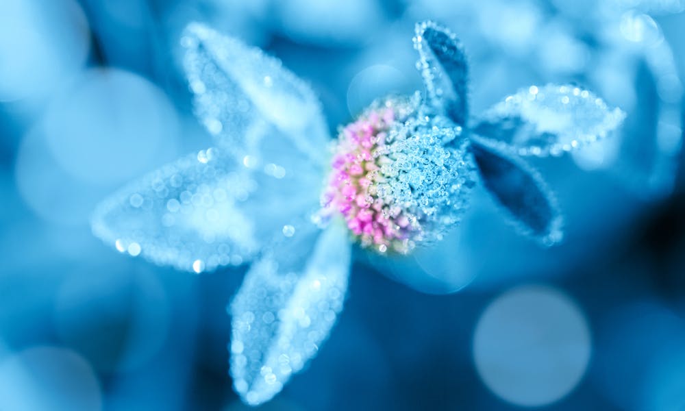Beautiful Light Blue Flowers to Consider for Your Garden Banner