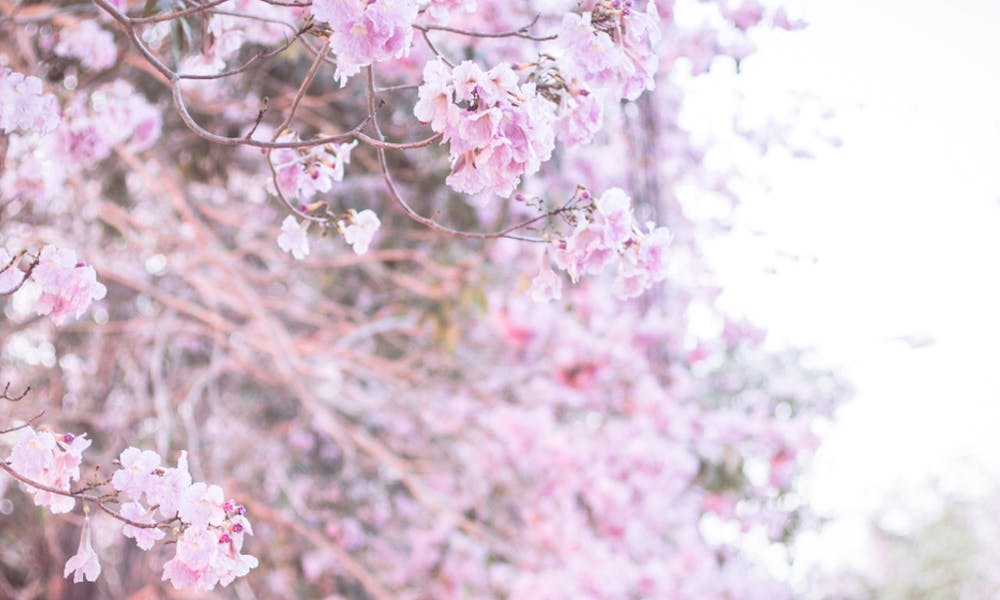 When to Look for a Japanese Flower by Season Banner
