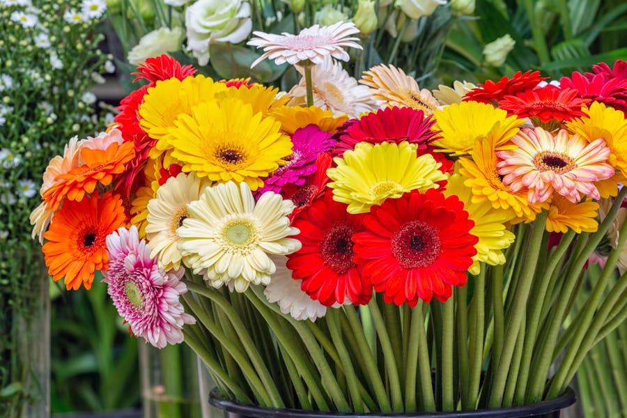 Gerbera Daisy Care: The Vibrant Beauty