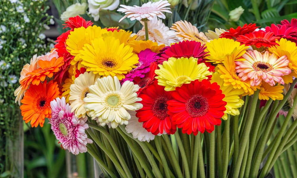 Gerbera Daisy Care: The Vibrant Beauty Banner
