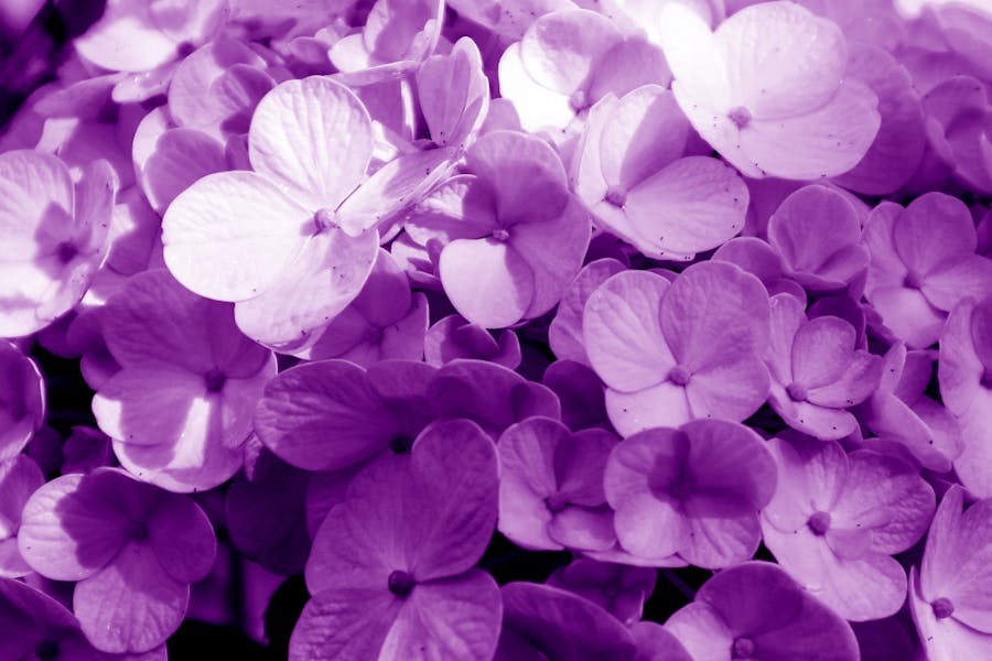 The Violet Flower Shines Your Birth Month in February