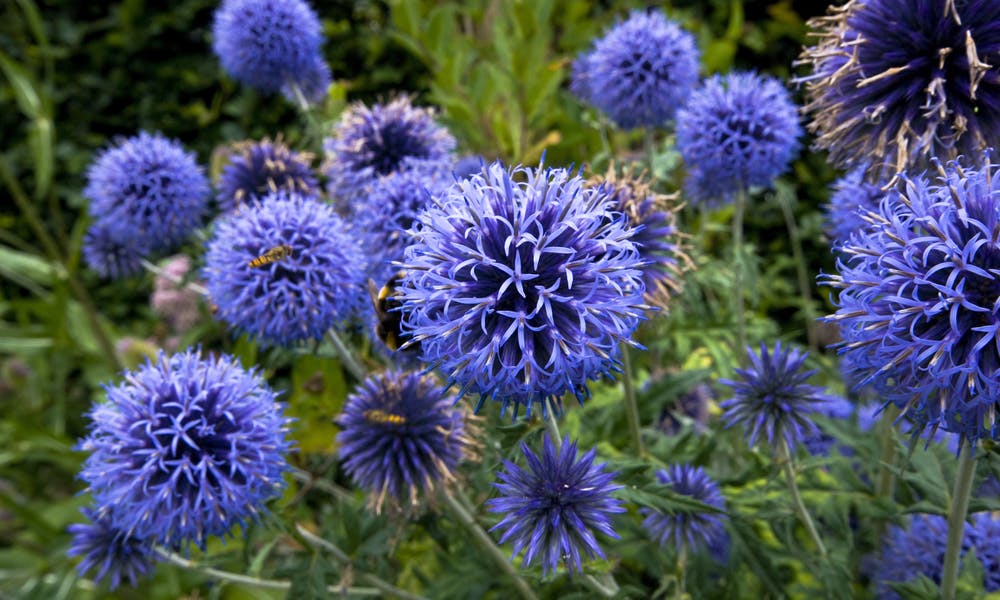 Exotic Dark Blue Flowers for Your Home and Garden Banner