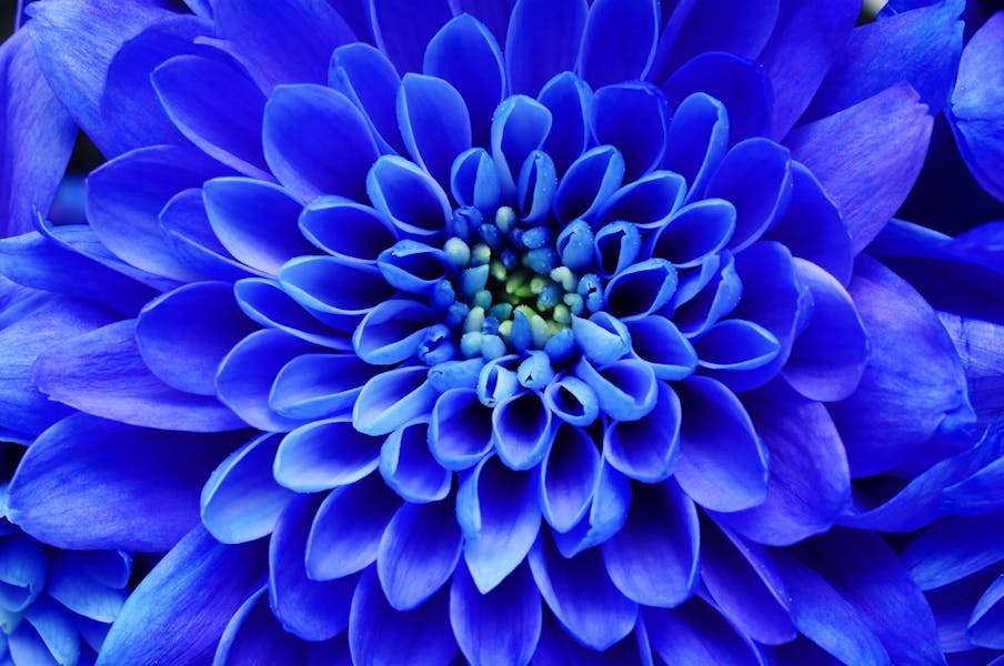 Blue Flower Names: History, Culture, and Symbolism