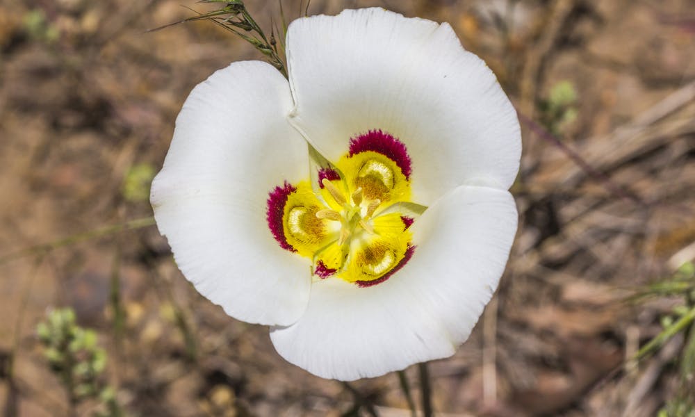 Utah State Flower – The Delicious Lily Flower Banner