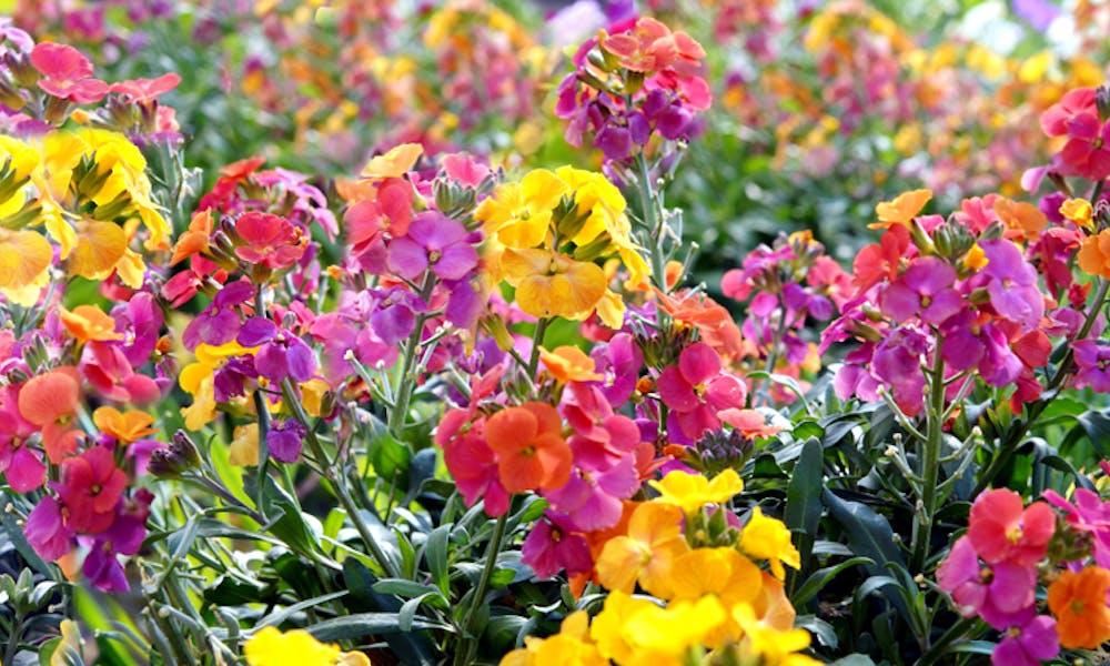 The Wallflower Should Make a Comeback in Gardens Banner