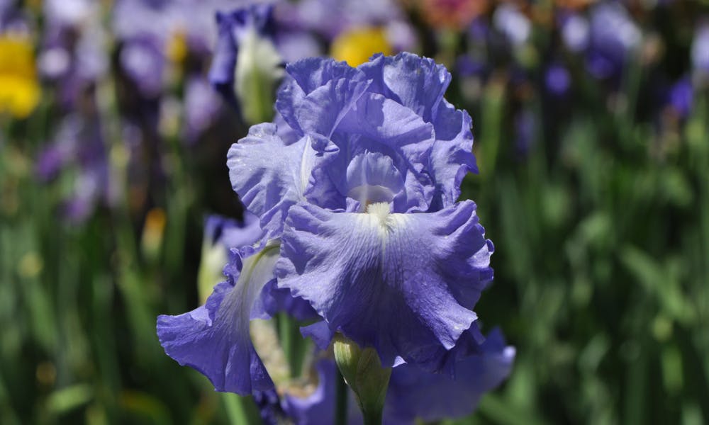The Iris – Tennessee’s Cherished Beauty Banner