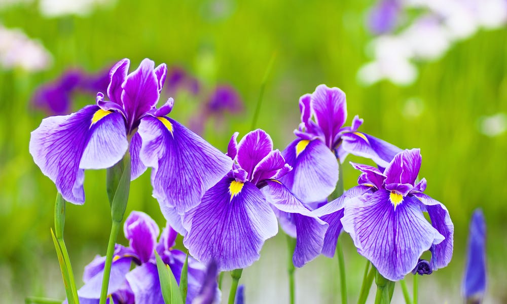 The Iris – Tennessee’s Cherished Beauty Banner